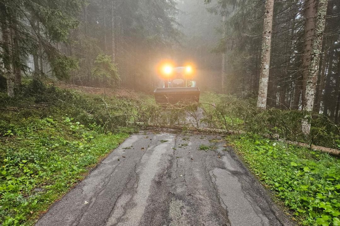 Baum über Strasse