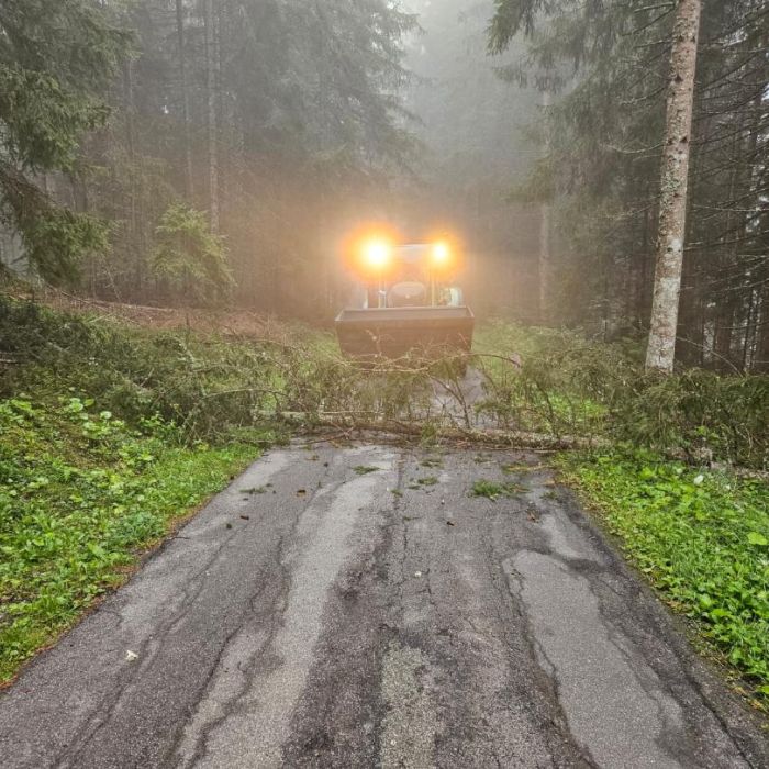 Baum über Strasse